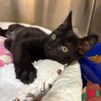 Thumbnail photo of DAPHNE #1