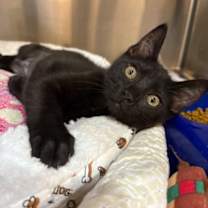 Thumbnail photo of DAPHNE #2