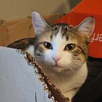 Thumbnail photo of Truffle #1