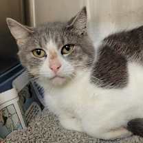 Thumbnail photo of Bon Bon #2