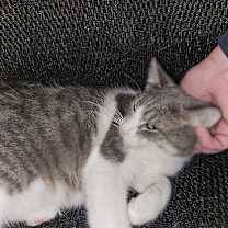 Thumbnail photo of Bon Bon #3