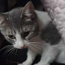 Thumbnail photo of Bon Bon #4