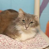 Thumbnail photo of Ebony #1