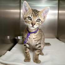 Thumbnail photo of Xoble 26 #2