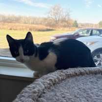 Thumbnail photo of Homer #2