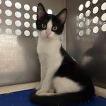 Thumbnail photo of Homer #3