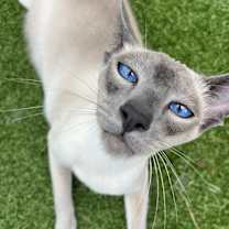 Thumbnail photo of Bluey #1