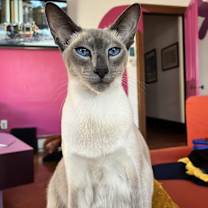 Thumbnail photo of Bluey #2