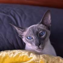 Thumbnail photo of Bluey #3