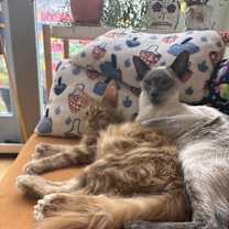 Thumbnail photo of Bluey #4