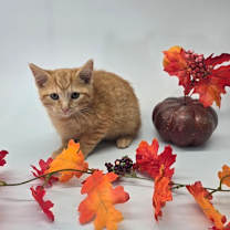 Thumbnail photo of Leaf #2