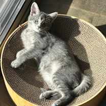 Thumbnail photo of Sammi cs #1