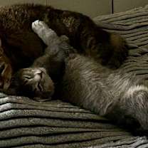 Thumbnail photo of Sammi cs #3