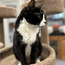 Thumbnail photo of Oreo #1