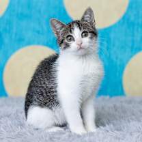 Thumbnail photo of Tie Dye #2