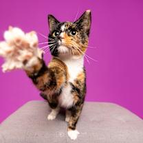 Thumbnail photo of Noel #3