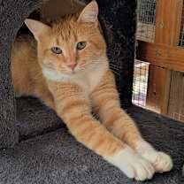 Thumbnail photo of Fauna #1