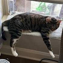 Thumbnail photo of KitKat #3