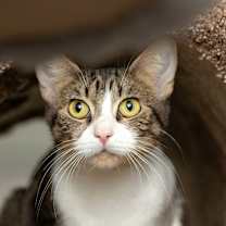 Thumbnail photo of Wilson Phillips - Sponsored Adoption Fee #2