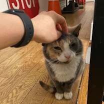 Thumbnail photo of Onyx #3