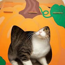 Thumbnail photo of Wilson Phillips - Sponsored Adoption Fee #3