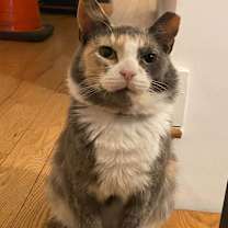 Thumbnail photo of Onyx #4