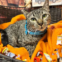 Thumbnail photo of Florence #2