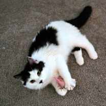 Thumbnail photo of BIG & FLOOFY - Marlo - Doll-face Persian Mix #3