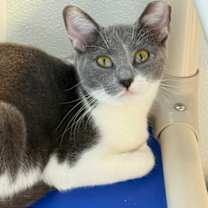 Thumbnail photo of Coco #3