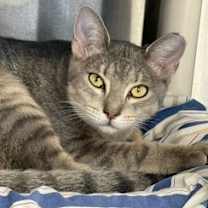 Thumbnail photo of Newton #2