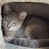 Thumbnail photo of Newton #3