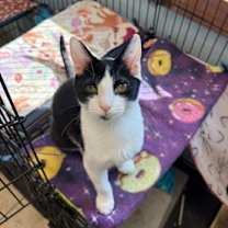 Thumbnail photo of Dulce #1