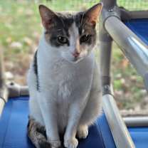 Thumbnail photo of Kirby #1