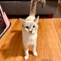 Thumbnail photo of Roxy #3