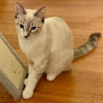 Thumbnail photo of Roxy #4