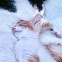 Thumbnail photo of Snowy #2