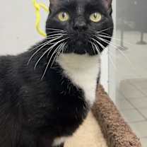 Thumbnail photo of Duffy RM #4