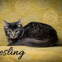 Thumbnail photo of Riesling #3