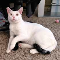 Thumbnail photo of sammie #1