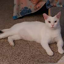 Thumbnail photo of sammie #2