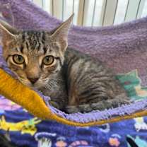 Thumbnail photo of Rigatoni #1