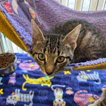 Thumbnail photo of Rigatoni #2