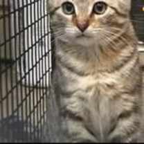 Thumbnail photo of Douglas #1