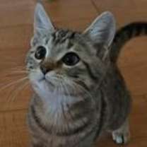 Thumbnail photo of Douglas #2