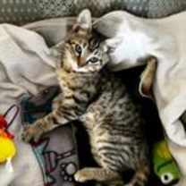 Thumbnail photo of Douglas #3