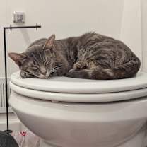 Thumbnail photo of Snooki #1