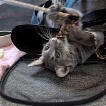 Thumbnail photo of Snooki #2