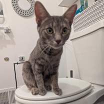 Thumbnail photo of Snooki #3