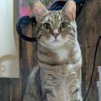 Thumbnail photo of Mika (24-6323) #1