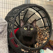 Thumbnail photo of Karma #2